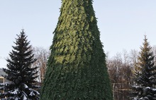 В Ярославле устанавливают новогодние елки