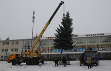 У ДК «Нефтяник» в Ярославле установили 17-метровую живую ель