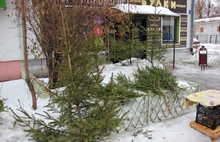 В Ярославле проходят рейды по местам торговли живыми елками