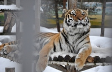 В Ярославском зоопарке появится центр реабилитации людей с ограниченными возможностями