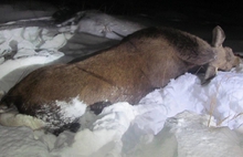В Ярославской области убили беременную лосиху