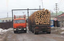 ​В Ярославле по незаконным вырубкам леса ударили очередным рейдом