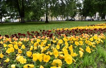Проспект Ленина в Ярославле украсят двадцать цветочных арок