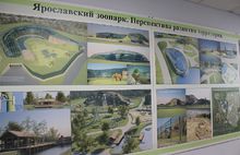 Ярославский зоопарк планирует масштабную реконструкцию