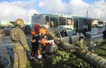 В Ярославле на стоящий на светофоре автомобиль упало дерево