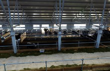 В Угличском районе модернизирована молочная ферма