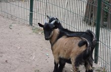 В Ярославском зоопарке к посетителям вышли новые обитатели