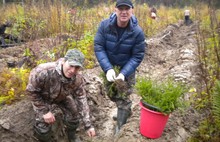 В Ярославской области посадили более 45 тысяч хвойных деревьев