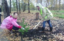 В Ярославской области посадили более 45 тысяч хвойных деревьев