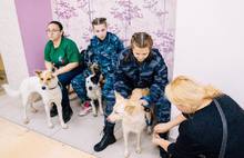 В Ярославле прошла акция по раздаче бездомных животных: фоторепортаж