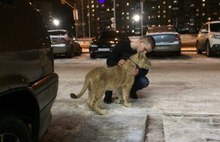  В Ярославской области по заснеженным улицам гулял львенок