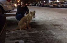  В Ярославской области по заснеженным улицам гулял львенок