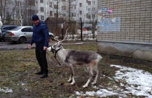 В Ярославле мужчина выгуливал на поводке северного оленя