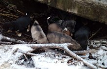 На болоте в Ярославской области выживает стая новорождённых щенков