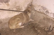 Воссоединение: ярославцы спасли мать щенков из голодного заточения