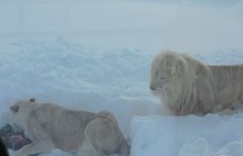 В Ярославле самой романтичной парой оказались… львы
