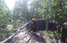 В Ярославле из-за сильного ветра огромная береза упала на припаркованные у дома машины