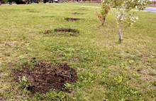 В Ярославле неизвестные выкопали саженцы яблонь в сквере у памятника военным финансистам 