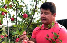 Мэр Ярославля варит яблочный компот