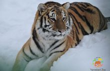 Амурская тигрица Яшма освоилась в Ярославском зоопарке