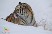 Амурская тигрица Яшма освоилась в Ярославском зоопарке