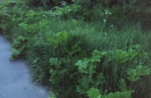 Траву скосили – борщевик оставили: ярославцы жалуются на засилье опасного сорняка