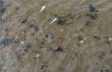 «Царская рыба» погибла в Волге: в Ярославле зафиксирован мор мальков стерляди