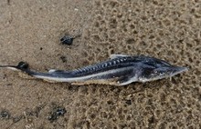 «Царская рыба» погибла в Волге: в Ярославле зафиксирован мор мальков стерляди
