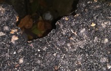 «Кустарное» благоустройство: в брагинском парке ярославцы нашли норы асфальтогрызов