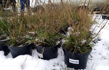 «Жаль растения и потраченные деньги»: в Ярославской области озеленение по нацпроекту проходит под снегом 