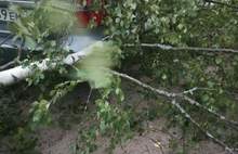 В Ярославле ураганный ветер повалил несколько деревьев: фото