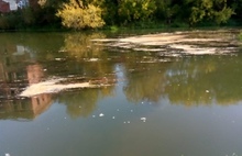 В Ярославской области город остался без воды из-за сброса навоза в реку