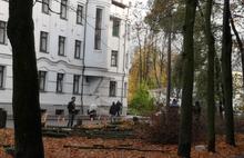 В Ярославле для организации парковки вырубили клены