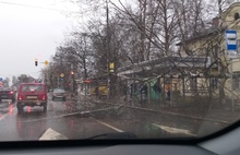 В Ярославле дерево упало на остановку общественного транспорта