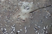«Крупную в ящик, мелкая на льду валяется»: ярославцев возмутила необычная рыбалка