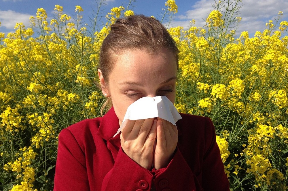 От пыли до лебеды: в Ярославле начался сезон весенней аллергии