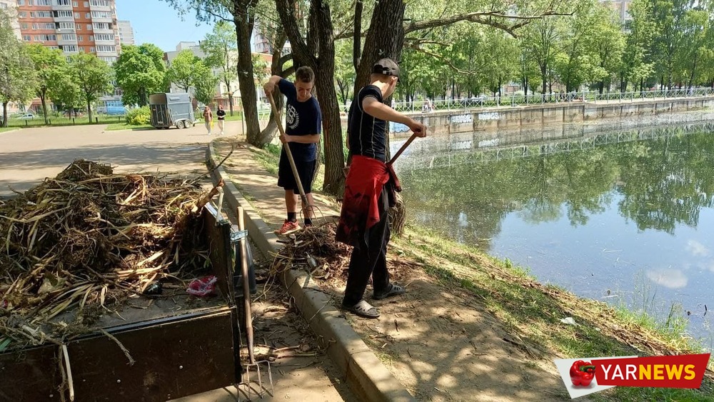 В Ярославле волонтеры, чистившие пруды, оказались нанятыми рабочими?