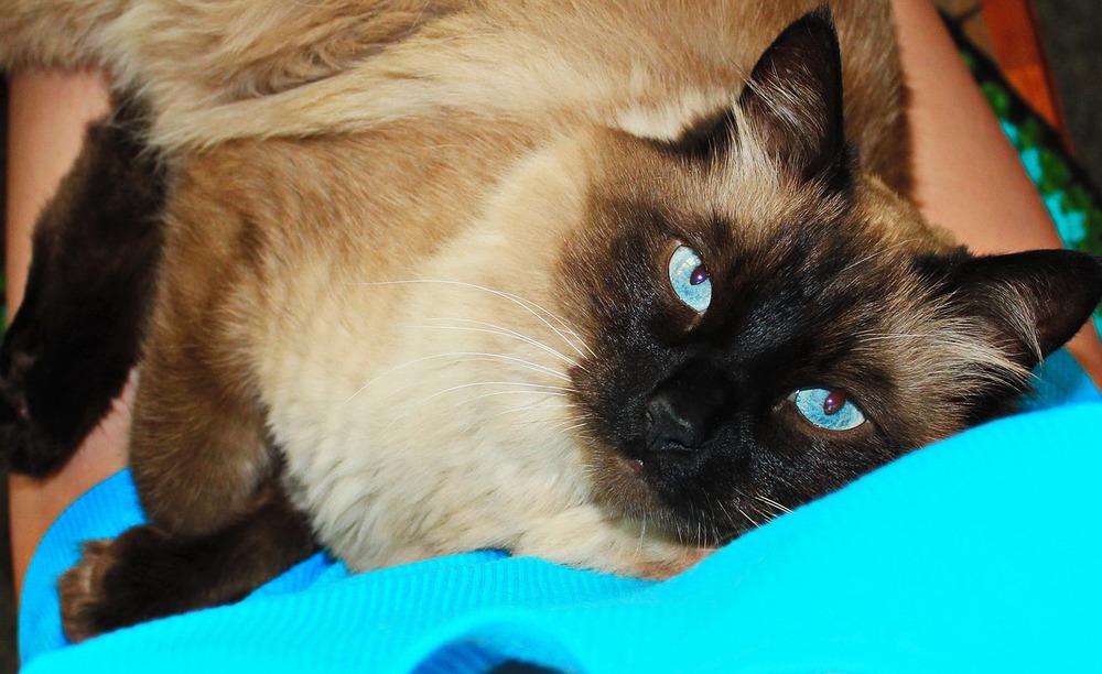 Мошенница обманула ярославну, мечтавшую о коте с голубыми глазами