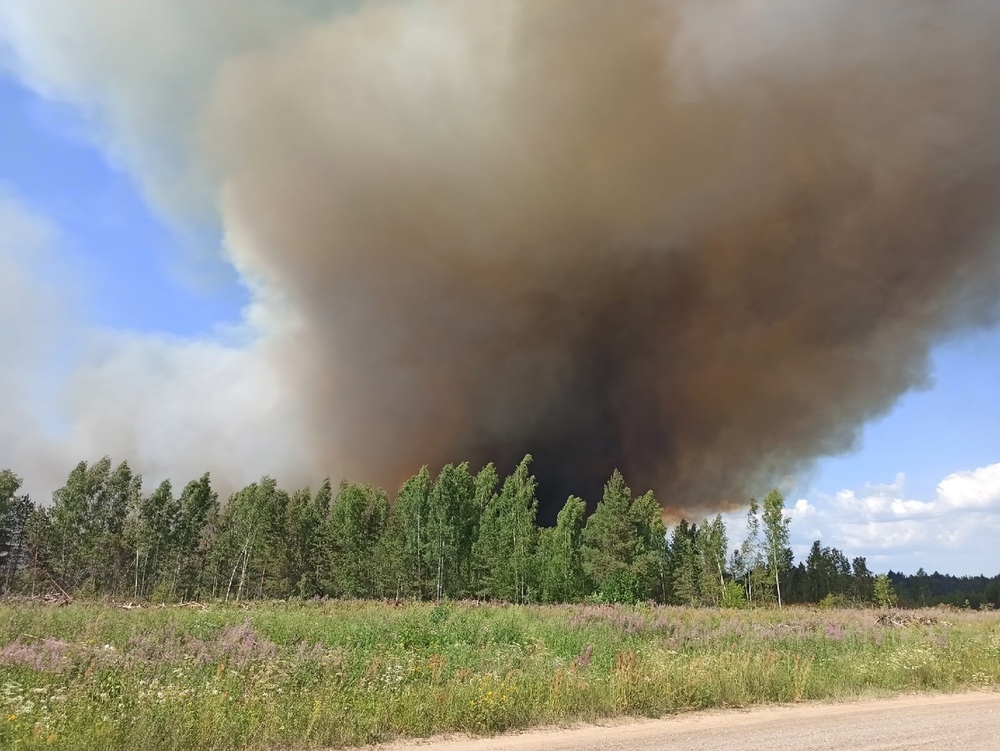 Лесной пожар под Ярославлем мог маскировать незаконную рубку