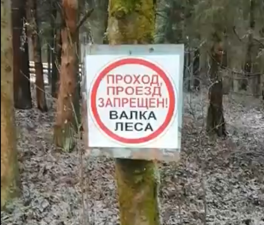 «Ведутся проходные рубки»: нарушений при валке леса под Ярославлем не выявлено
