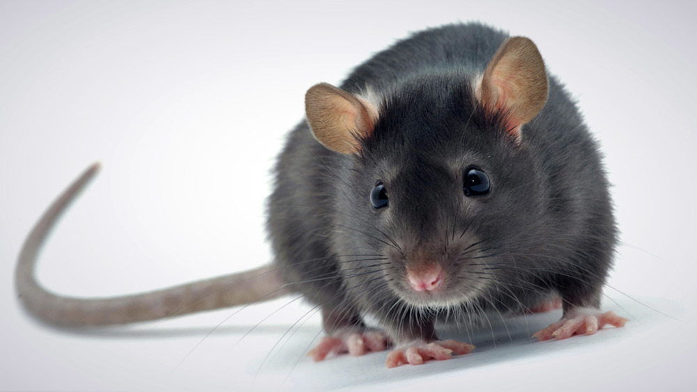 В Ярославле жильцов дома больше полугода терроризируют крысы