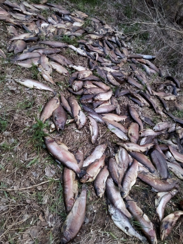 Власти не обнаружили свалки с дохлой рыбой в Ярославле