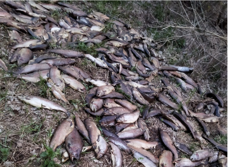 Ярославец наткнулся на гору погибшей рыбы в заволжском лесу