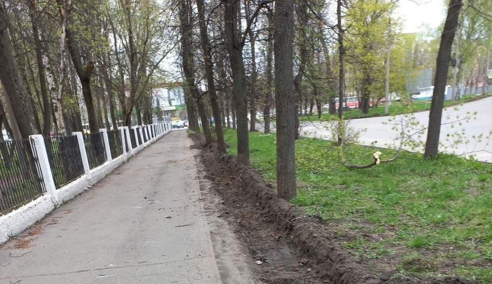В Ярославле вдоль забора Юбилейного парка «благоустроители» уничтожают липы