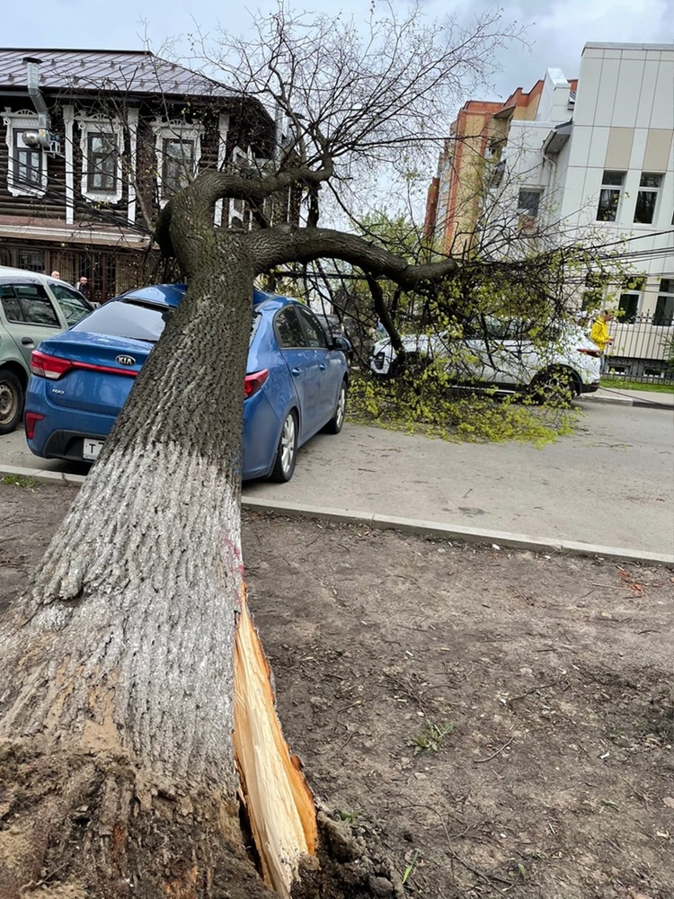 «Варламов не убедил»: ярославская градозащитница о падении дерева в сквере на Чайковского