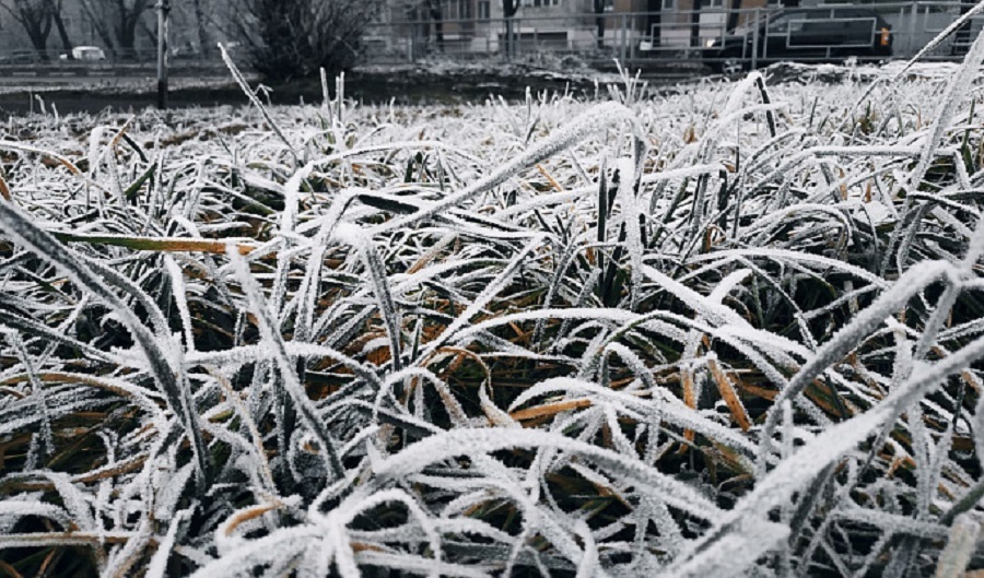 В Ярославской области ожидаются заморозки