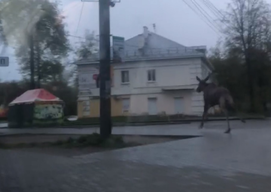 В центр Ярославля забежал молодой лось: видео