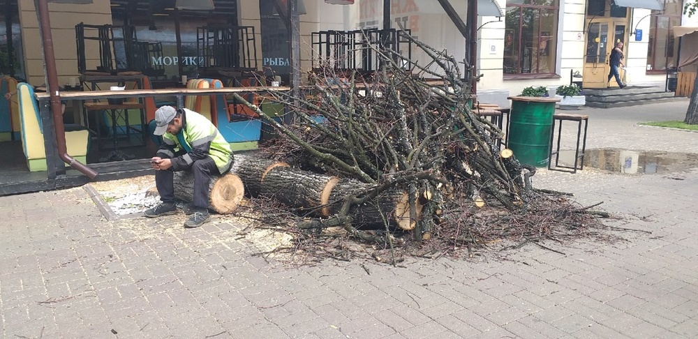 В Ярославле застройщикам разрешили сносить деревья без компенсации в бюджет города