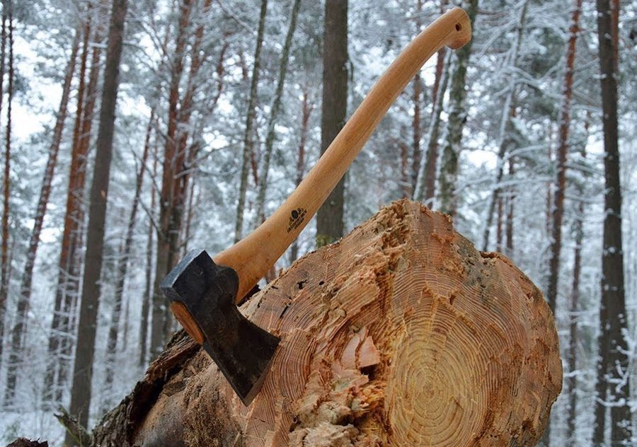 В Ярославской области осудили мастера леса