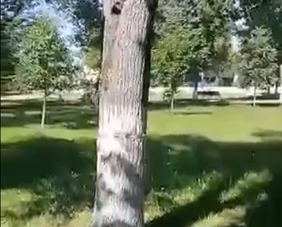 Жителям Углича удалось остановить вырубку деревьев в парке Победы